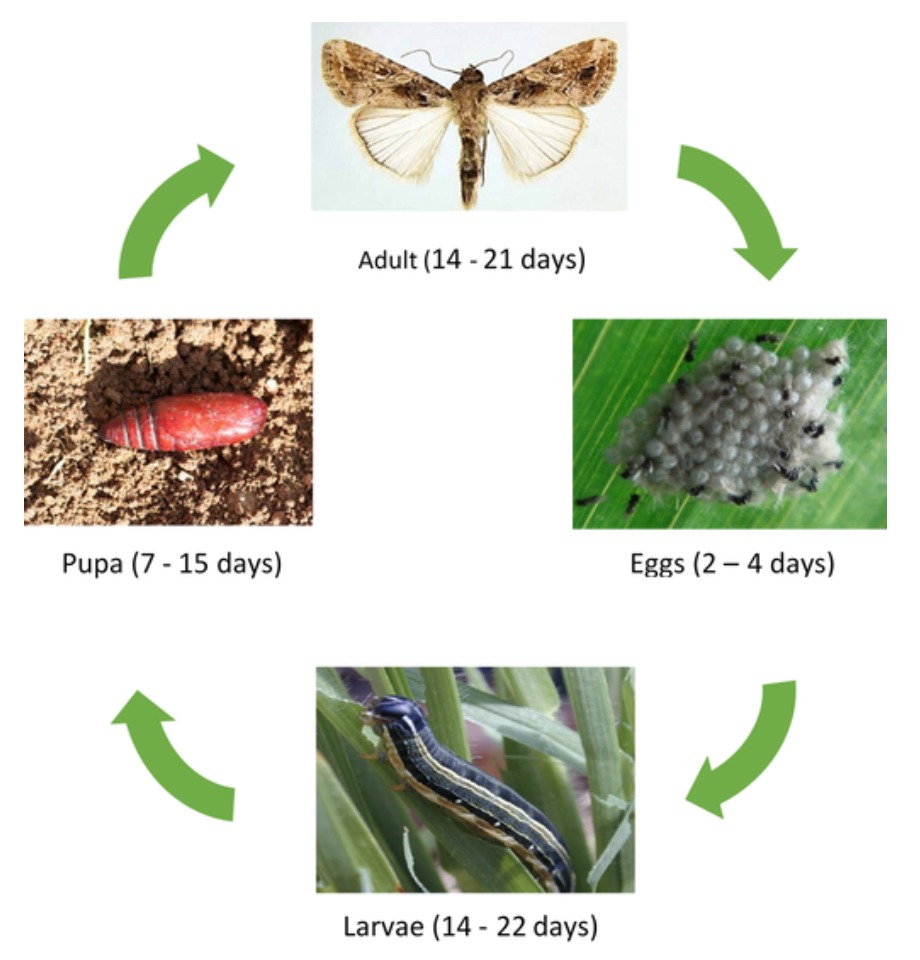 African Armyworms – PP&FSD